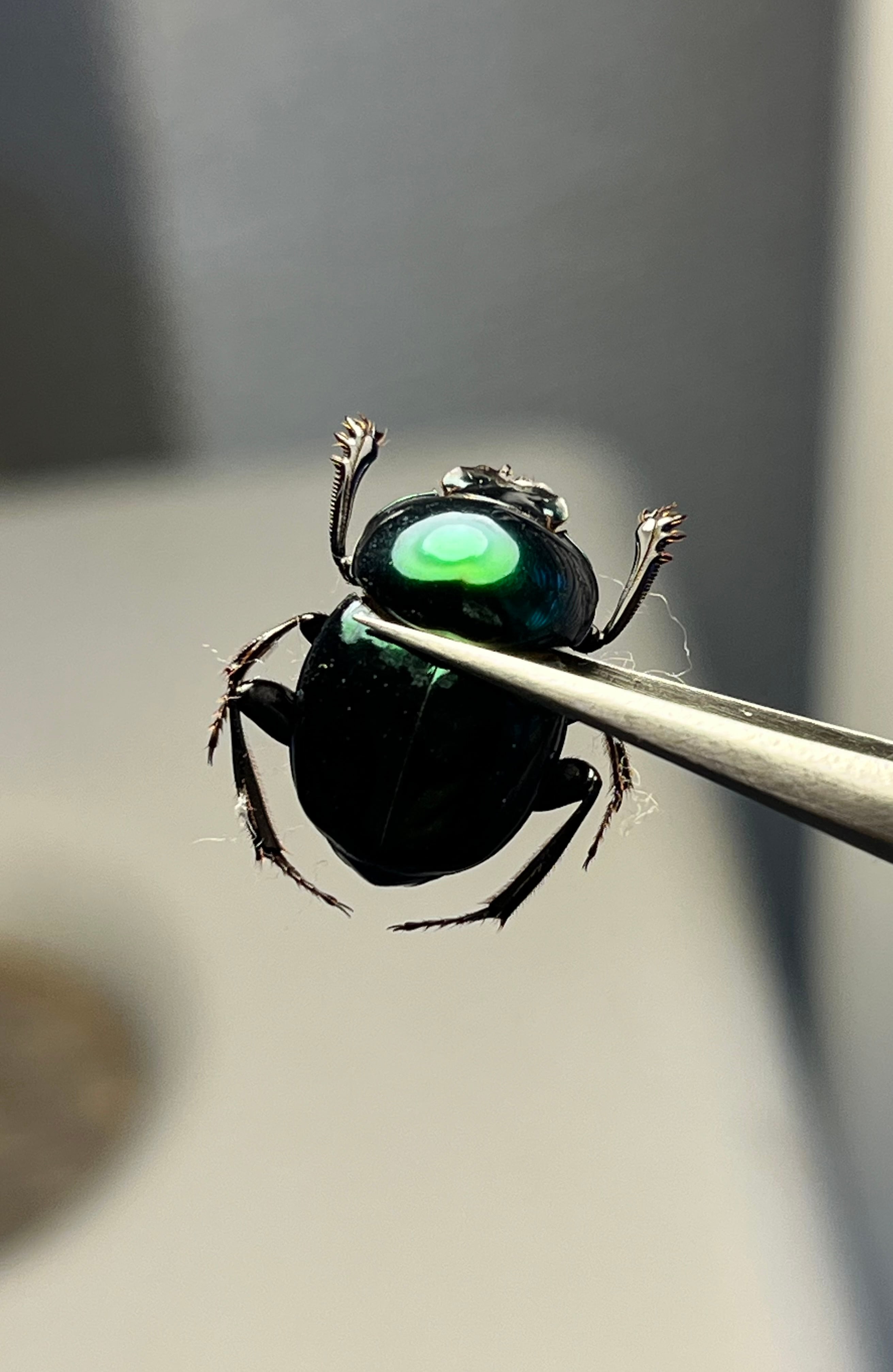 8mm】シンジュアシナガコガネ 標本 ブルースカラベ プラチナコガネ