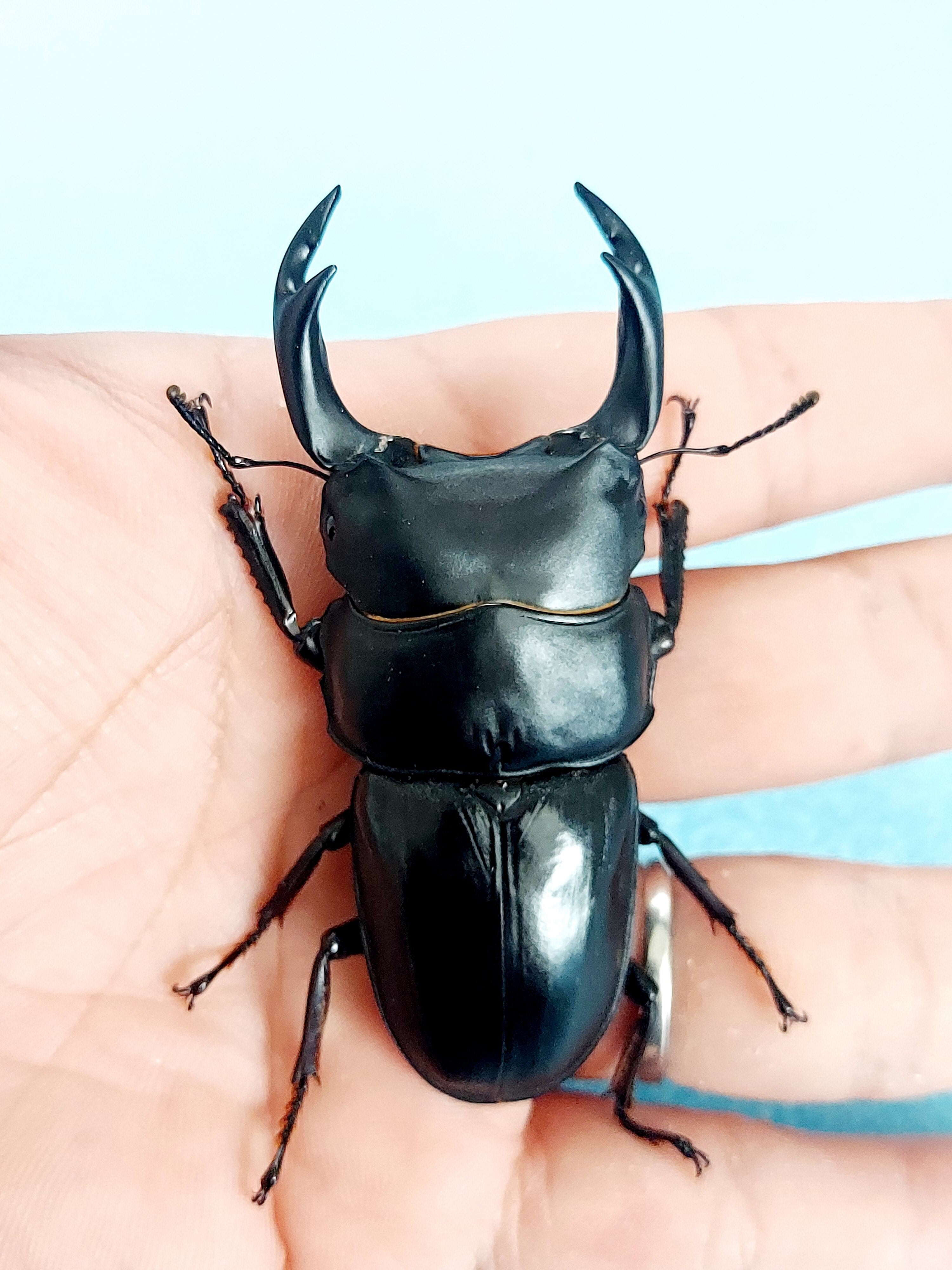 コロンビア産 ラミレスゾウカブト 90mm 【公式通販】