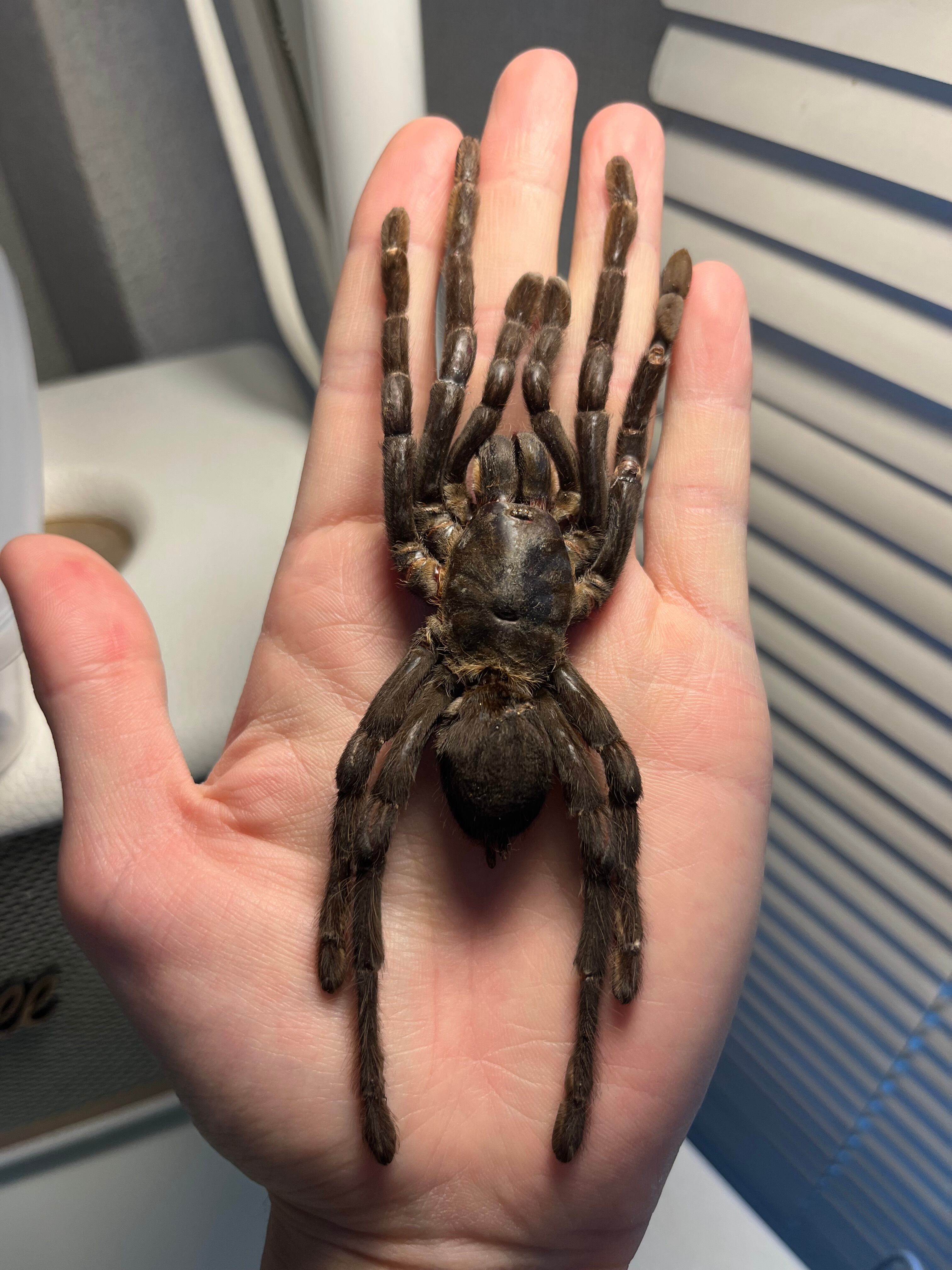 アースタイガー | オモニキチュウ