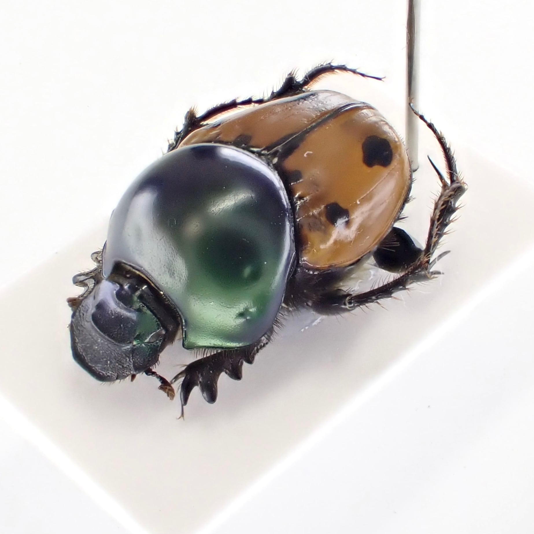 01112 カタゾウムシ 10種セットB 01112 カタゾウムシ 10種セットB