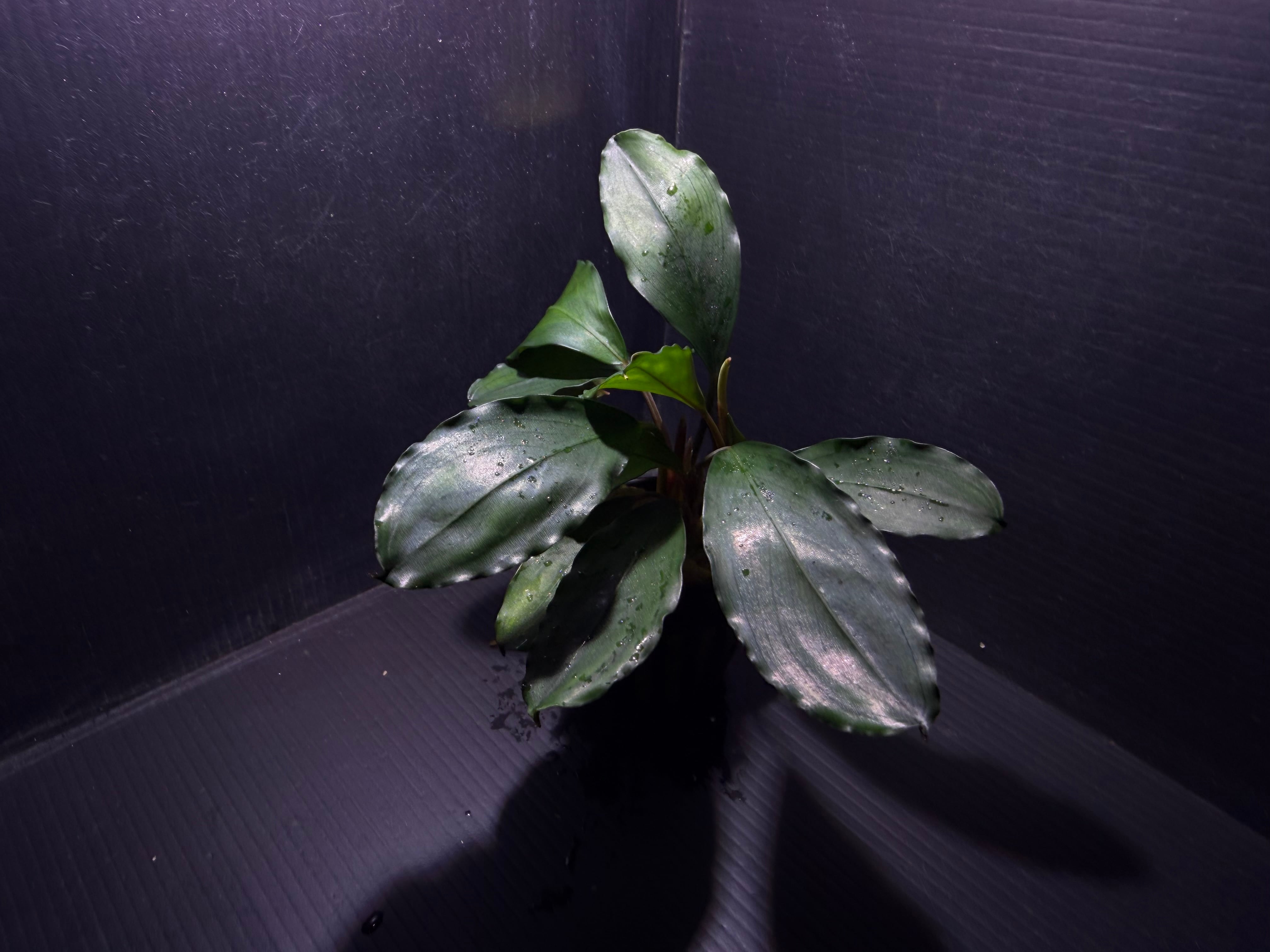 ブセファランドラ | AquaFocus