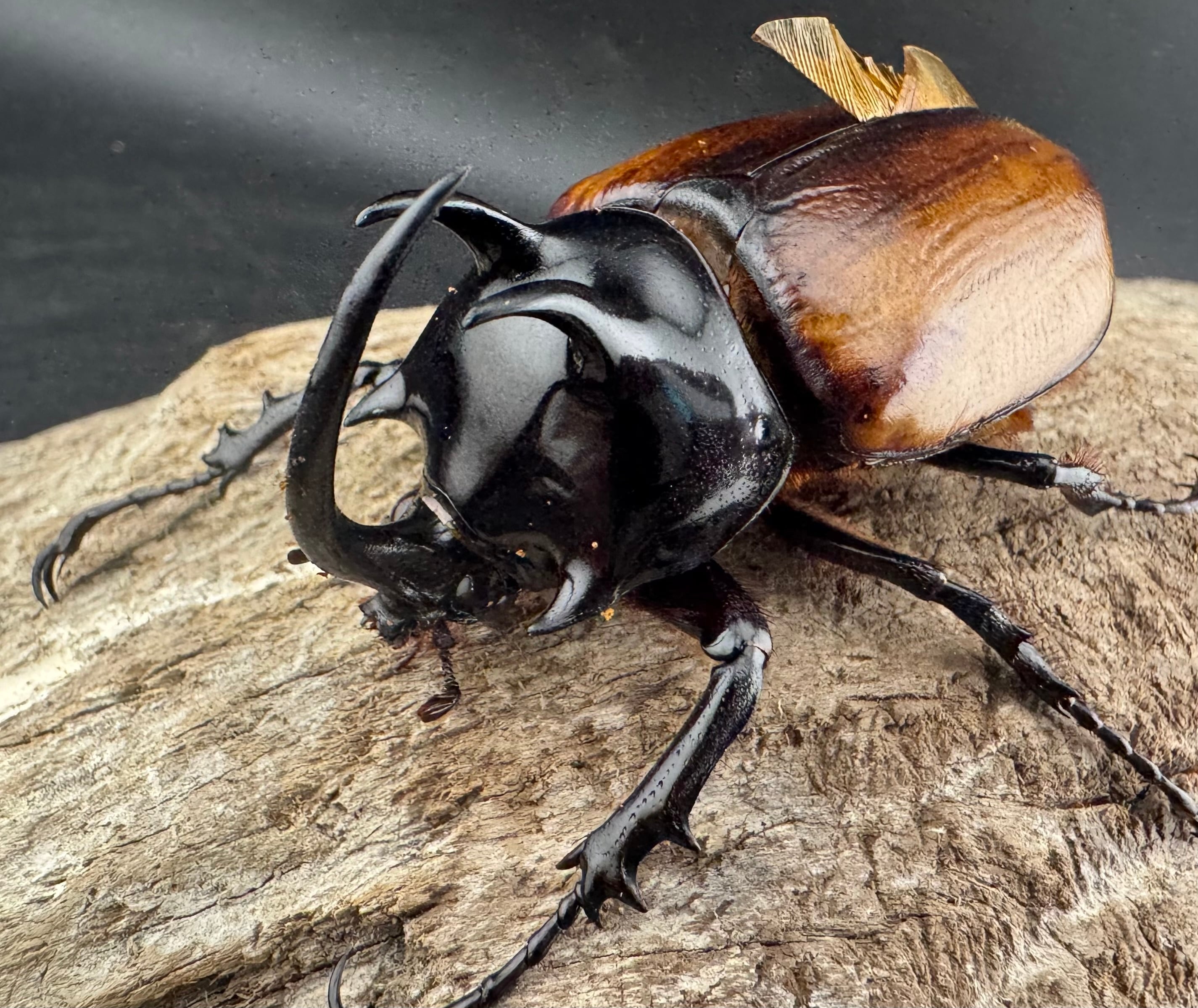 WD】《スキットゴホンツノカブト 65mm ペア》 | KPW公式オンラインショップ