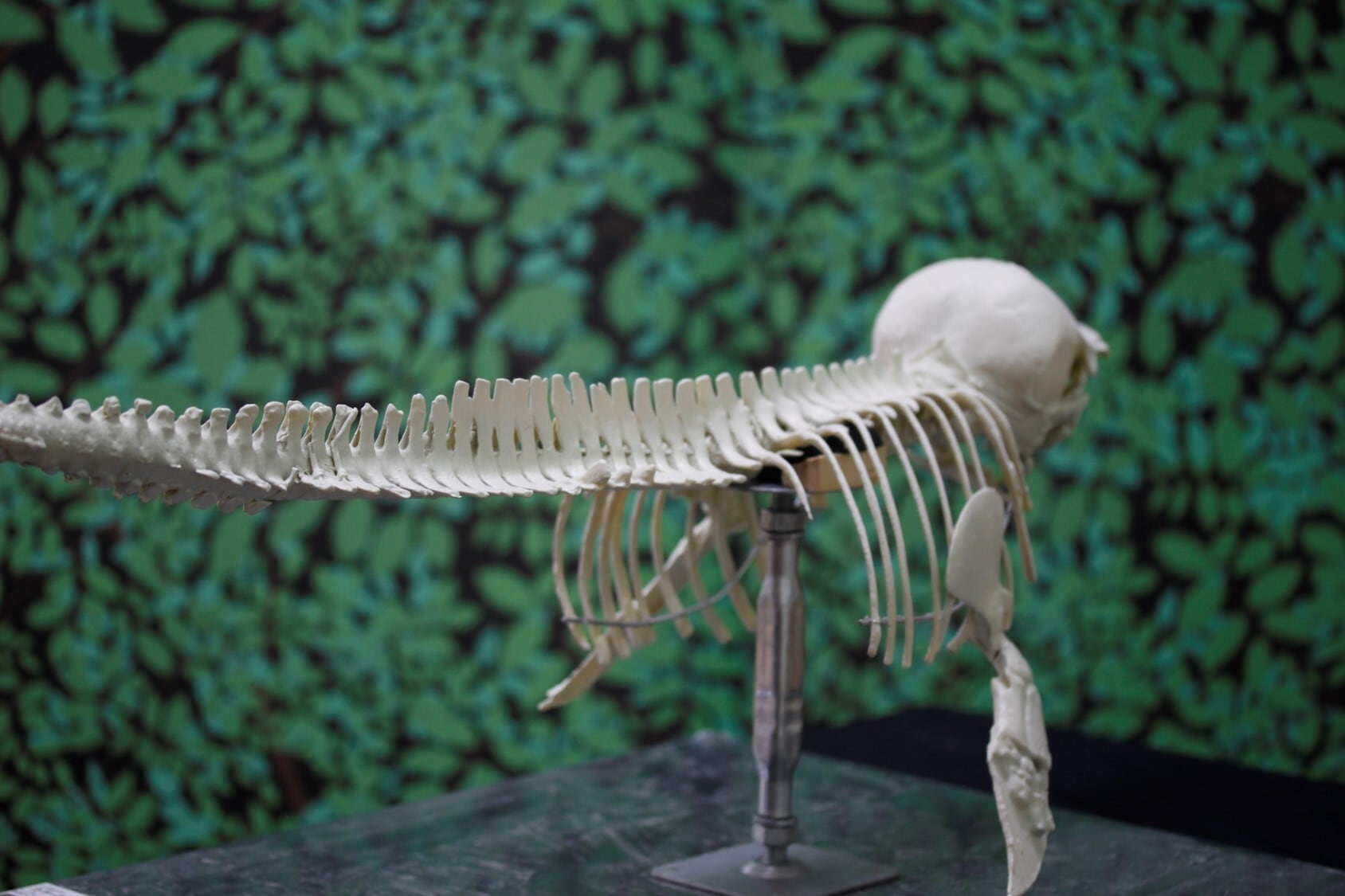 コガシラネズミイルカ 原寸大全身骨格レプリカ 【幼獣】 | アンフィ