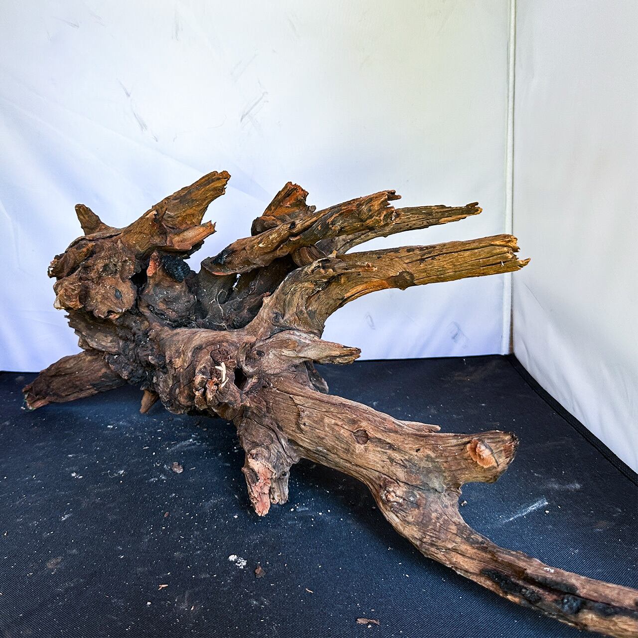 特大 良型 流木 A801 ホーンウッド 天然水槽用流木 特大ホーンウッド