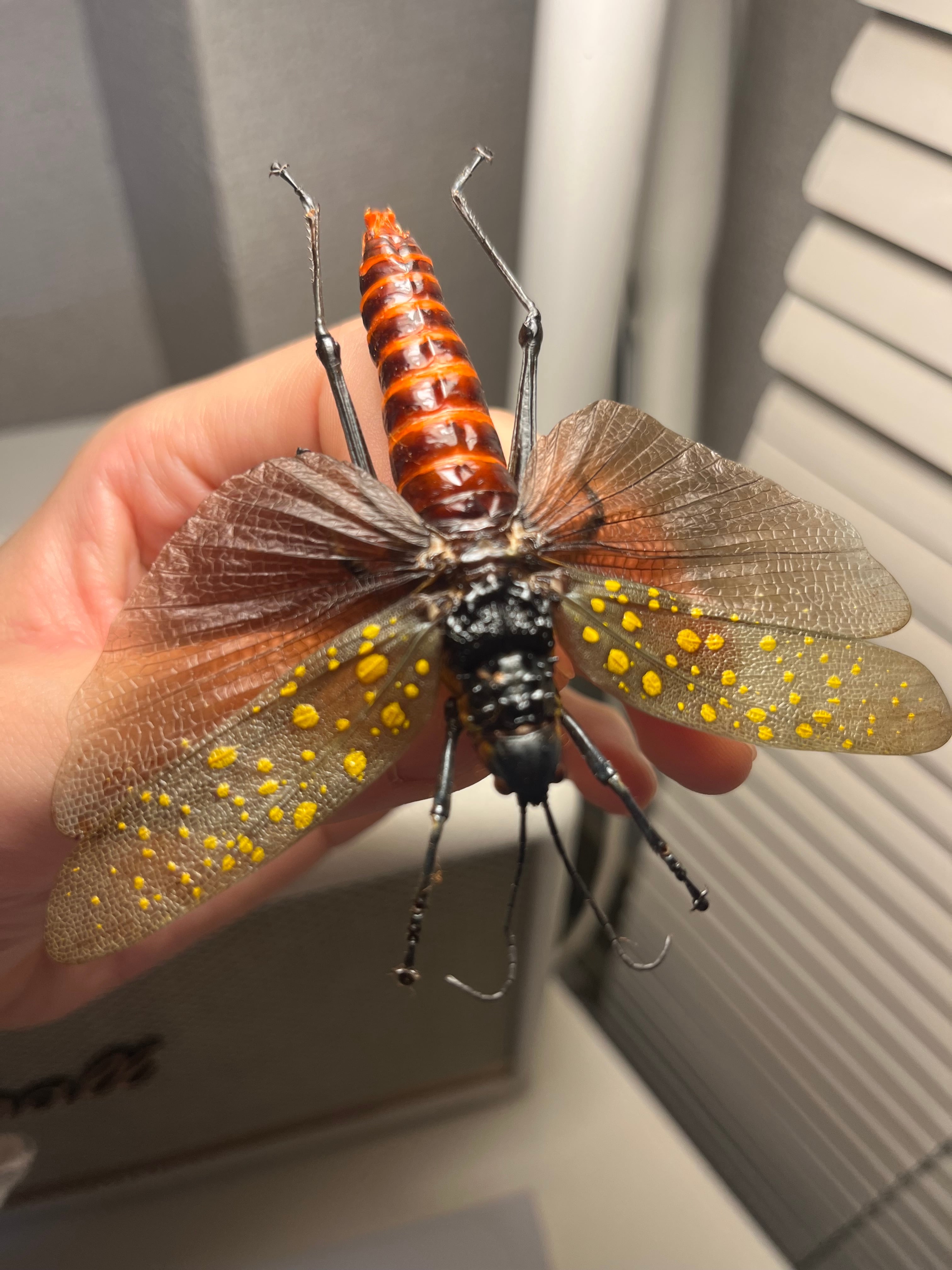 キマダラドクバッタ キリギリスコロギスリオック直翅類バッタカマキリ