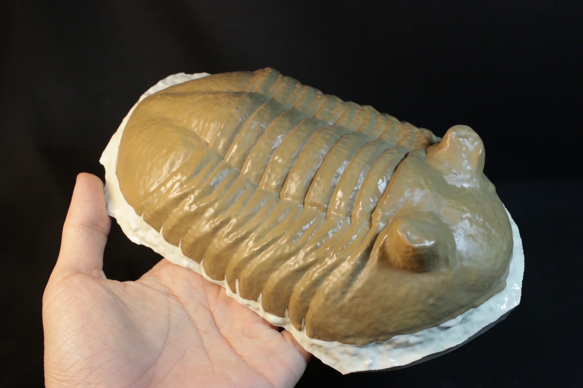 三葉虫 化石 fossil ボリビア産 トライロバイト 三葉虫