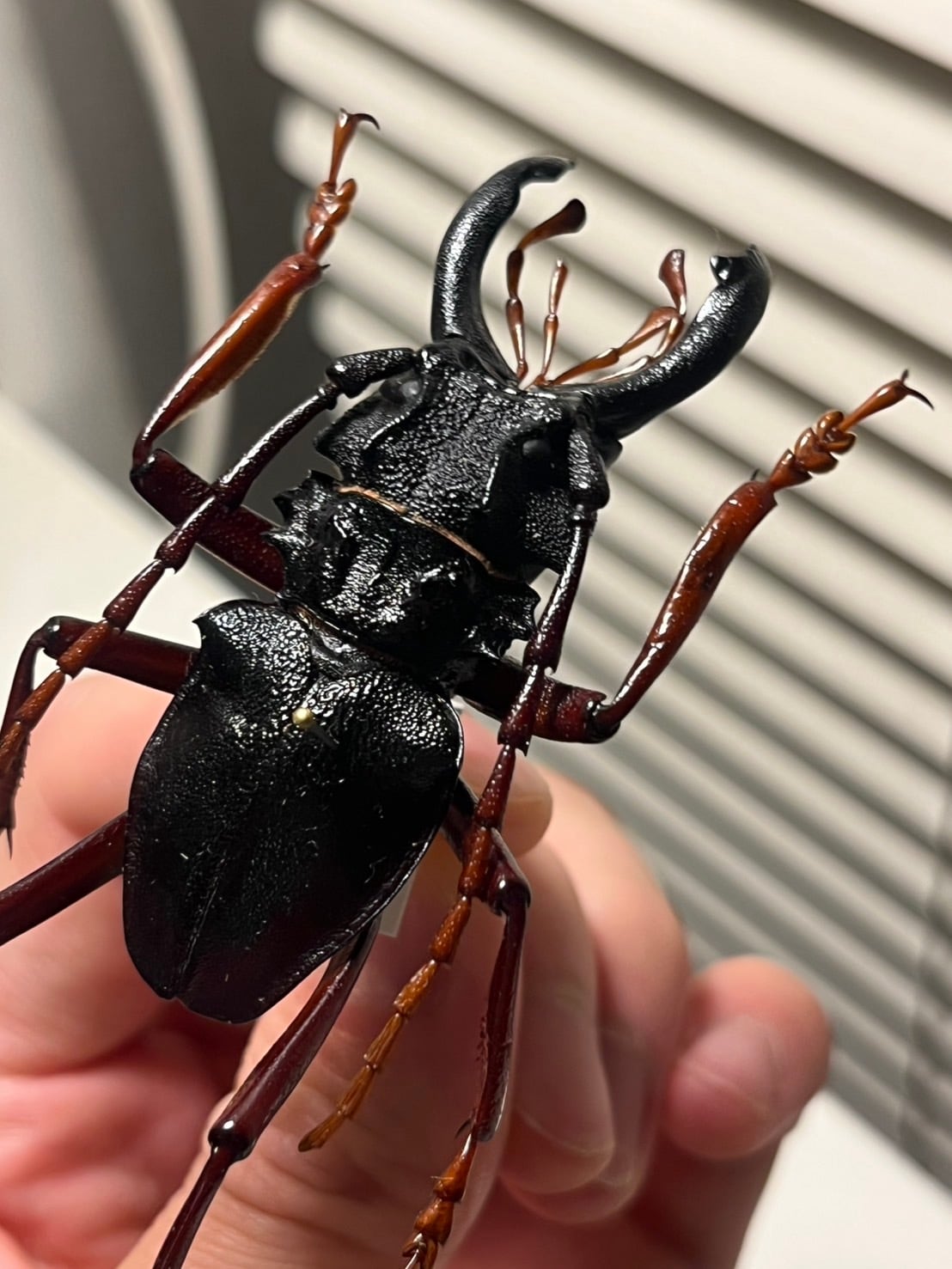 60mm】カシクスオニノコギリカミキリ昆虫標本甲虫ハムシサソリ