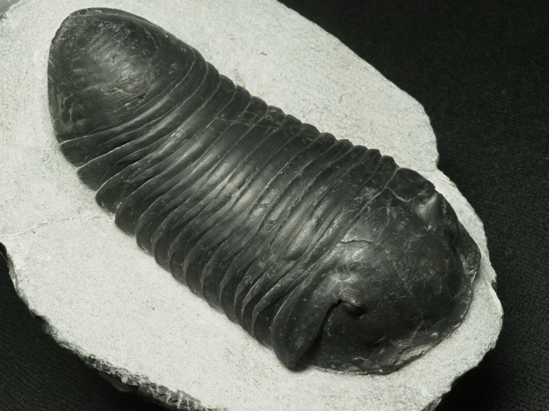 希少種！三葉虫【Parahomalonotus planus】【706 g】モロッコ王国産