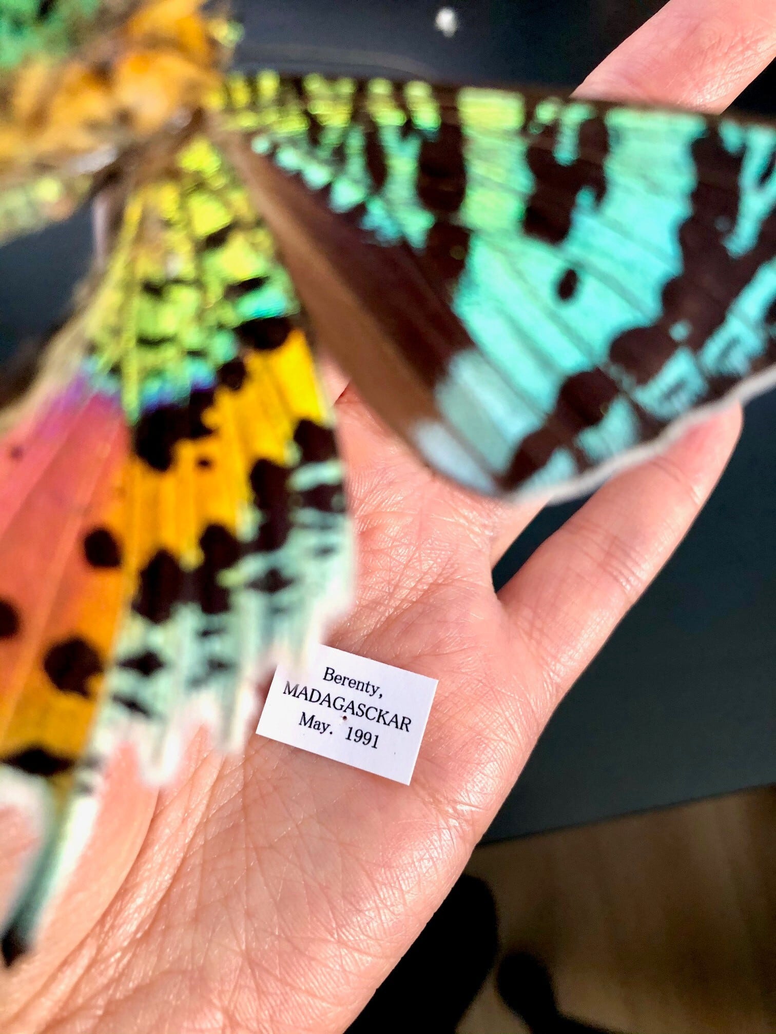 ニシキオオツバメガ 標本世界で一番美しい鱗翅類