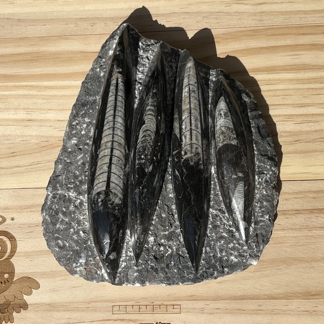 オルソセラス化石複数 片面磨き