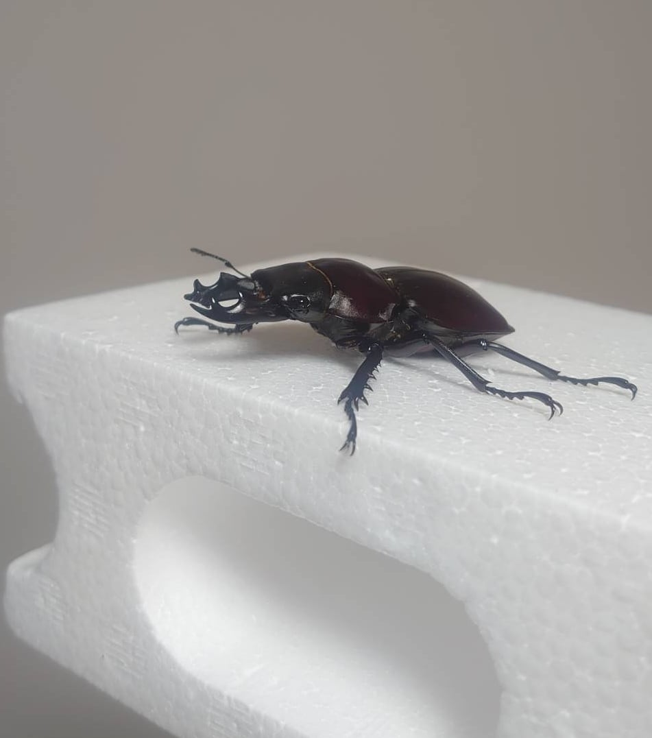 ヤエヤママルバネ 61mmup ペア ヤエヤママルバネ 61mmup ペア ヤエヤマ