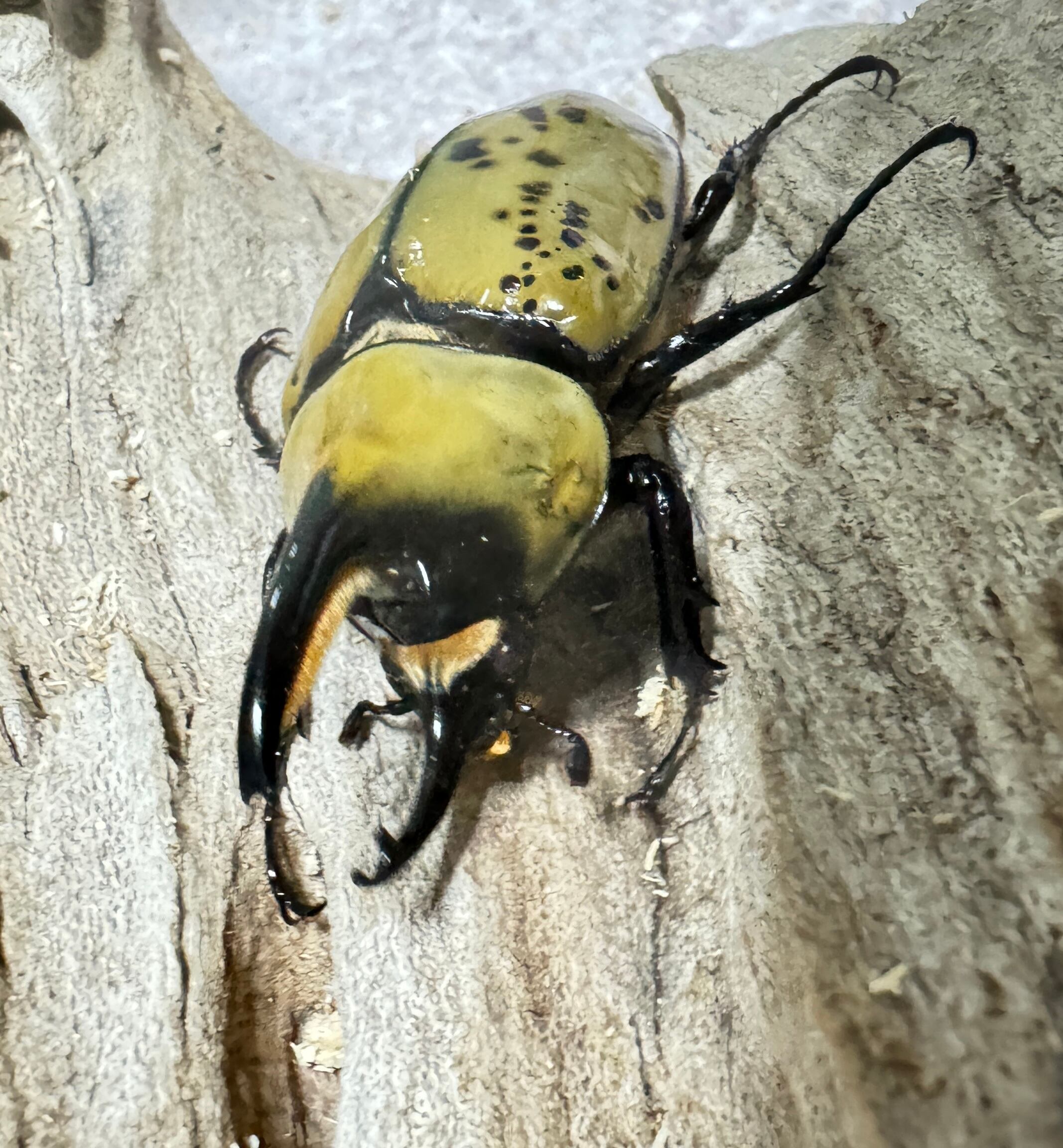 SALE【大型】ヒルスシロカブト ペア 【レア】即ブリ | KUWAGATA-PANDA