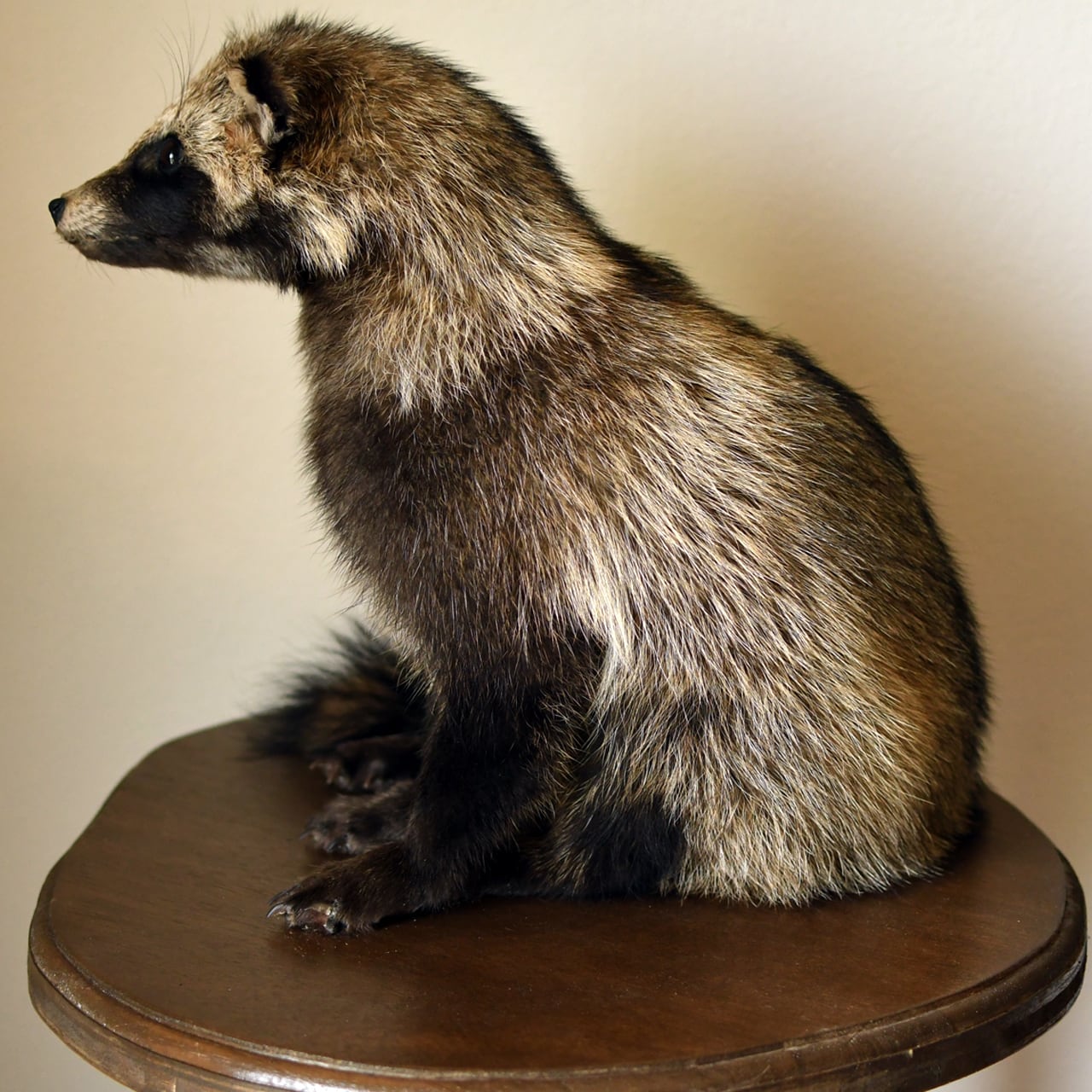 タヌキ 剥製 木製台座付き タヌキの剥製 木製台座付き たぬきハクセイ