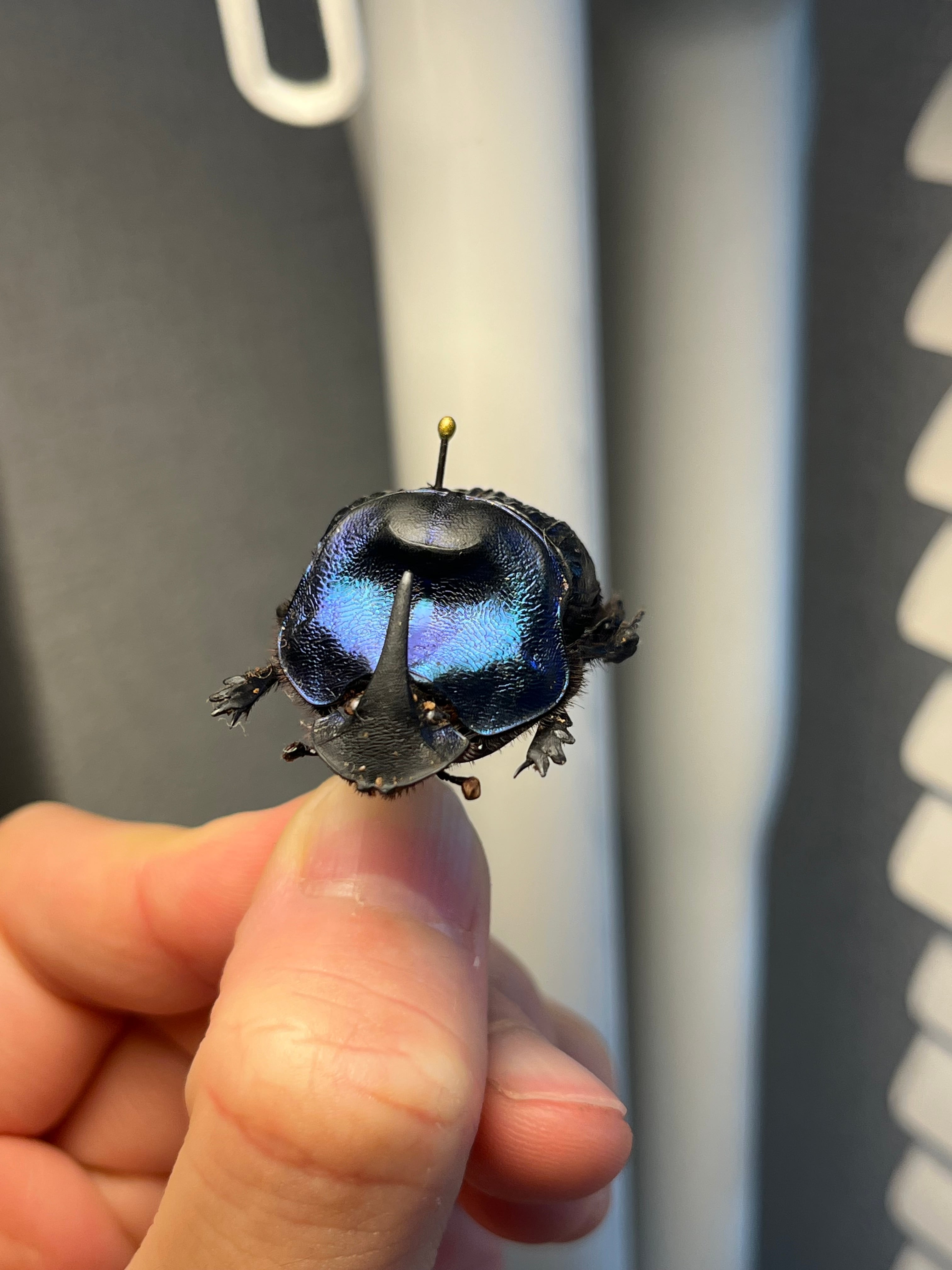 36mm♀】ランキフェルオオニジダイコクコガネ ランキフェール昆虫標本