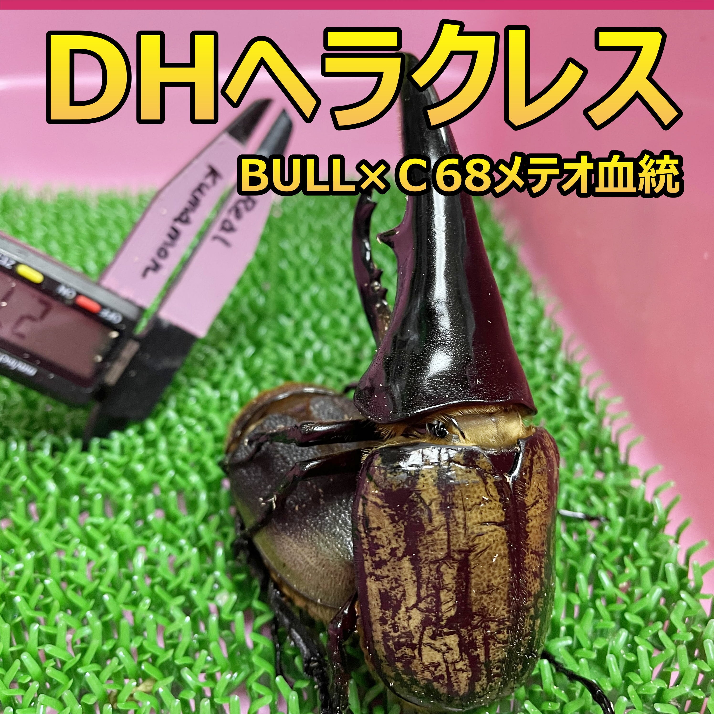 D.h. ヘラクレス 標本 max 180㎜ D.h. ヘラクレス 標本 max 180㎜ 標本
