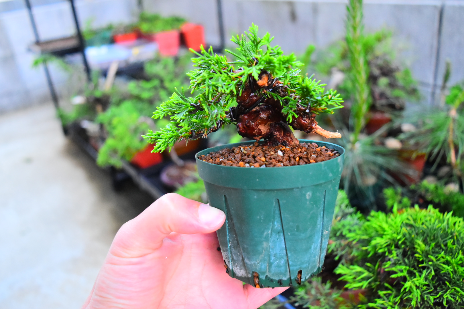 中国宜興 六角鉢 紫砂の鉢 盆栽鉢 植木鉢 小品盆栽鉢 大品盆栽鉢 中国