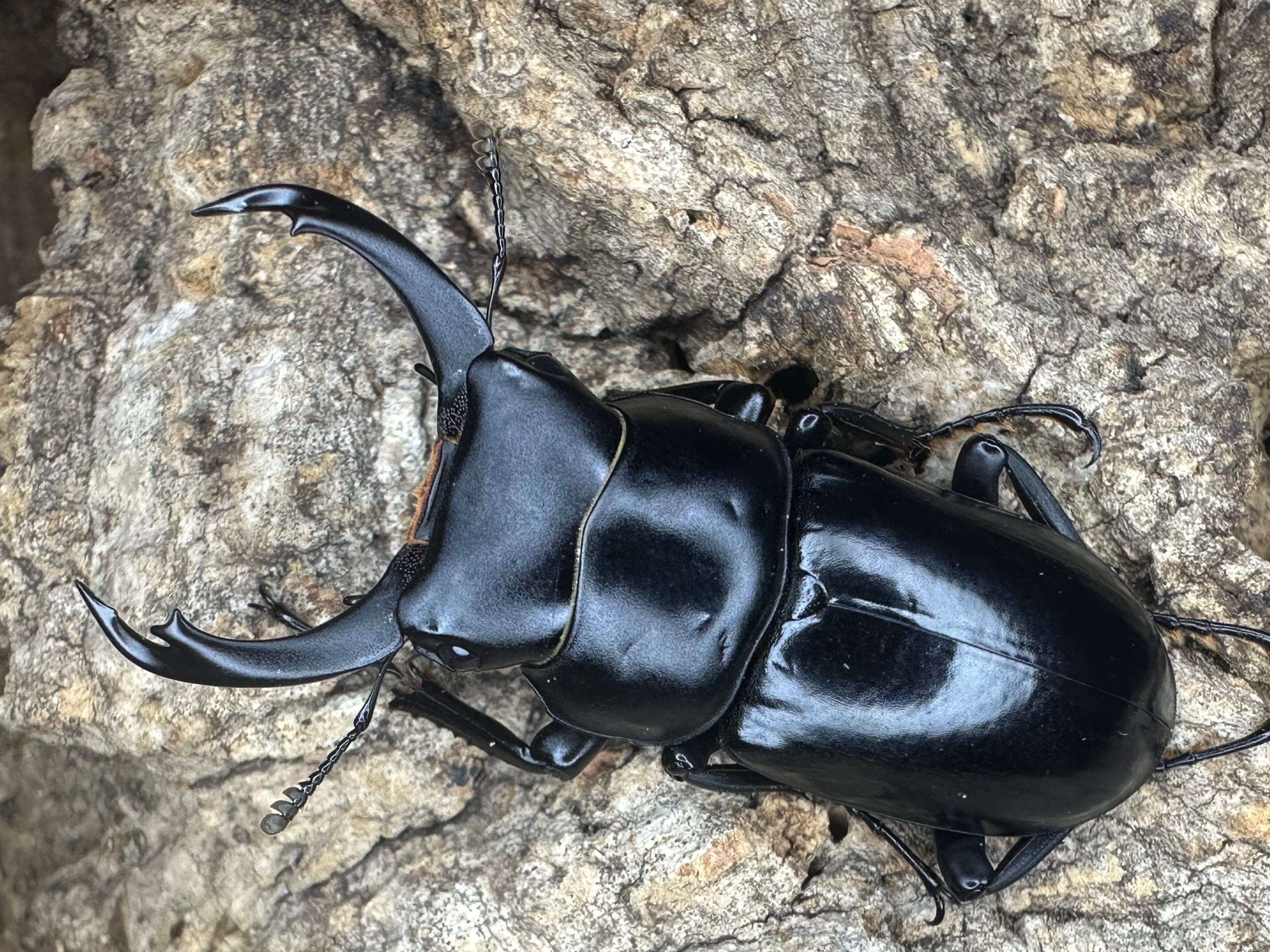 コロンビア産 ラミレスゾウカブト 92mm 【公式通販】