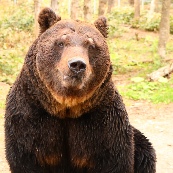 クマ くまモン到着。 フジミのZX-10Rあと3個…