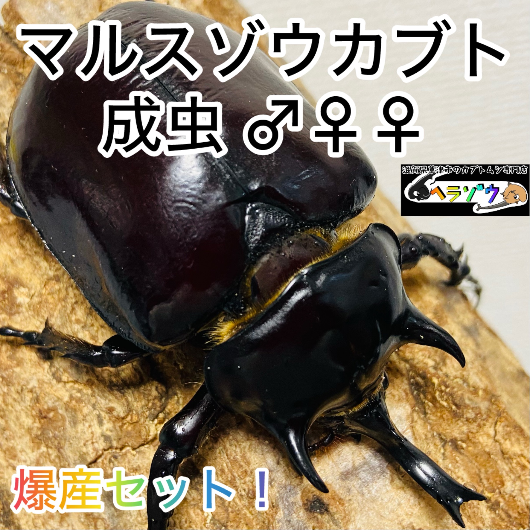 標本 マルスゾウカブト 大型118㎜ マルスゾウカブトムシ マルス標本 M