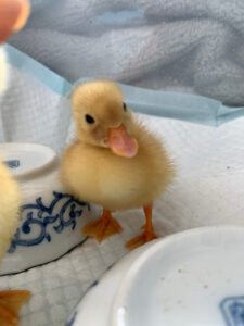 コールダック | ベリーファームとようら