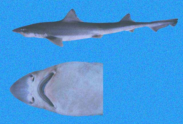 Shorefishes of the Eastern Pacific online information system - Gallery