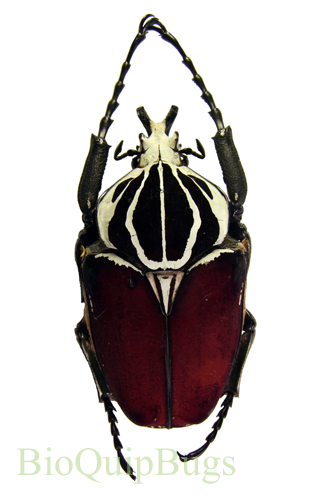 Goliathus goliatus - BioQuipBugs