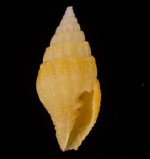 ケーキ】クダマキガイ科・カメガイ科・ツクシガイ科全124個