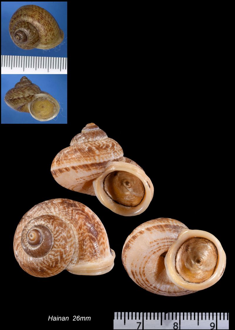 Microcyphus rousseaui ウニ 殻 大 Microcyphus rousseaui ウニ 殻 大