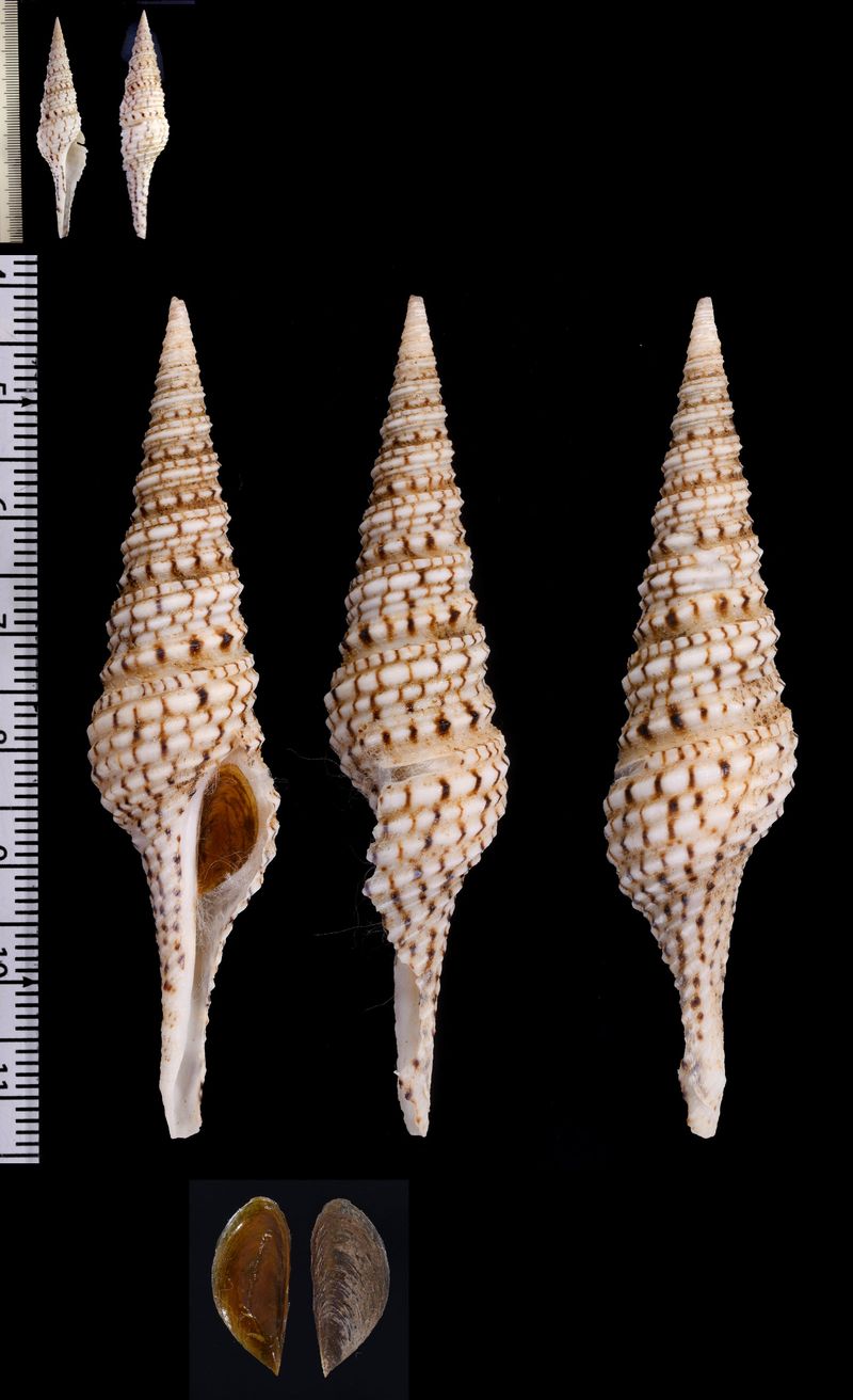 貝殻 Coluzea Juliae 貝殻 Coluzea Juliae 貝殻 Coluzea Juliae