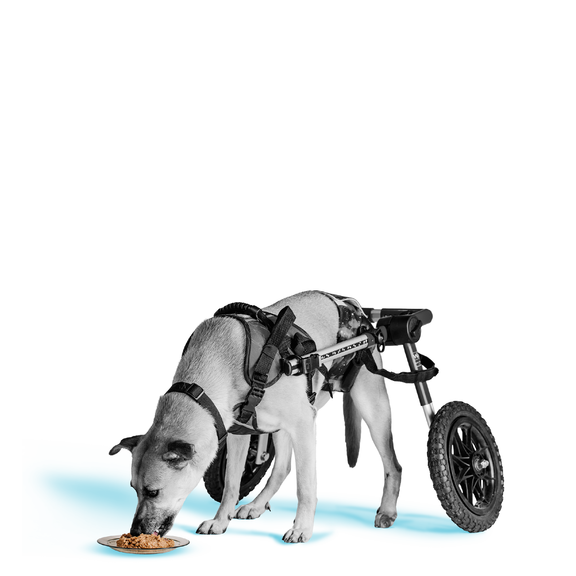 Liberty® Wet Food for Dogs - Beef Paté Recipe • BIXBI