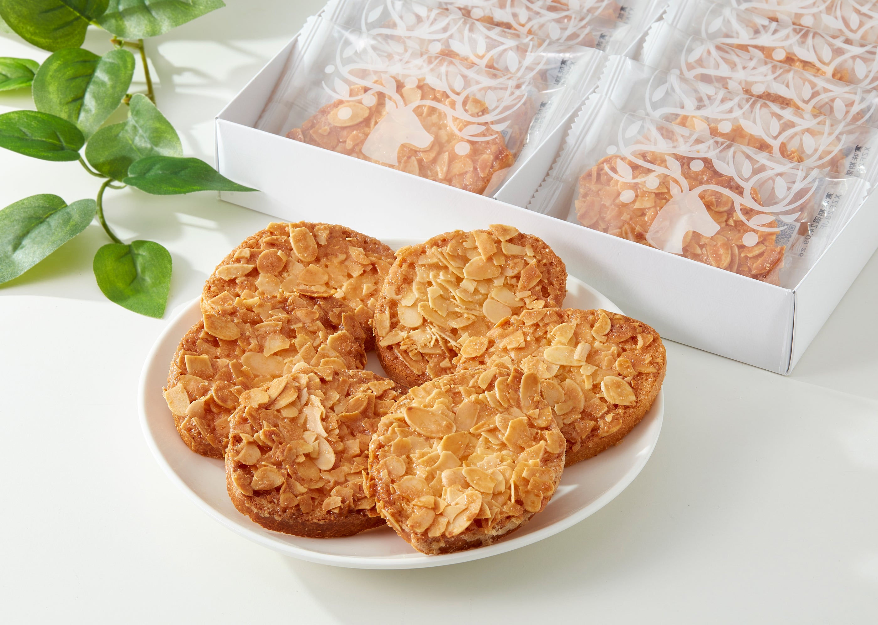 モルトDream 4枚 モルトDREAM 4枚 モルトDREAM 4枚 - neoxero