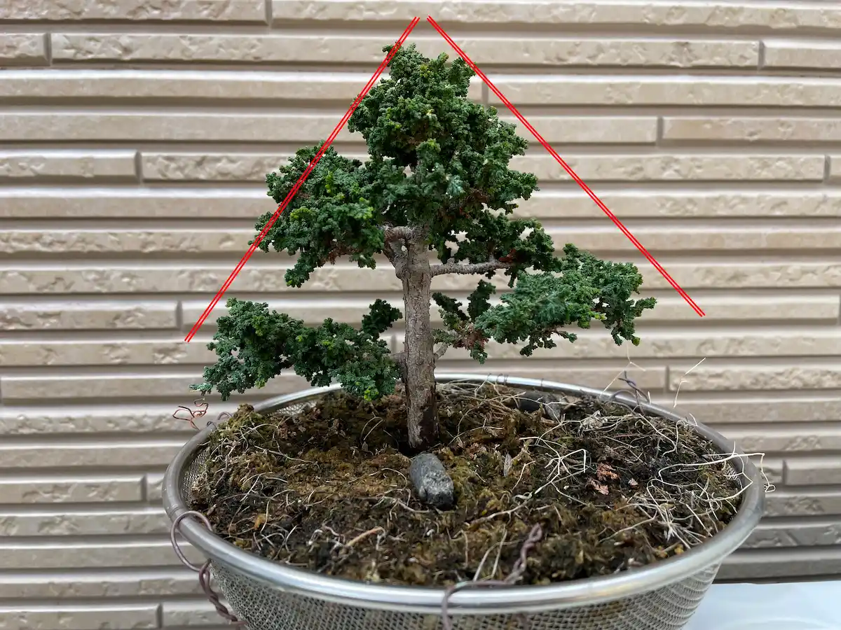 極小品 松柏盆栽 ◇石化ひのき◇ 鉢 9*7.5cm 小品盆栽 「 石化