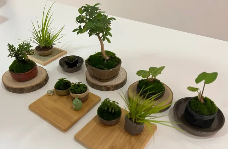 盆栽鉢上品美山ミニ盆栽鉢小品盆栽鉢正方鉢雲足山野草多肉植物サボテン