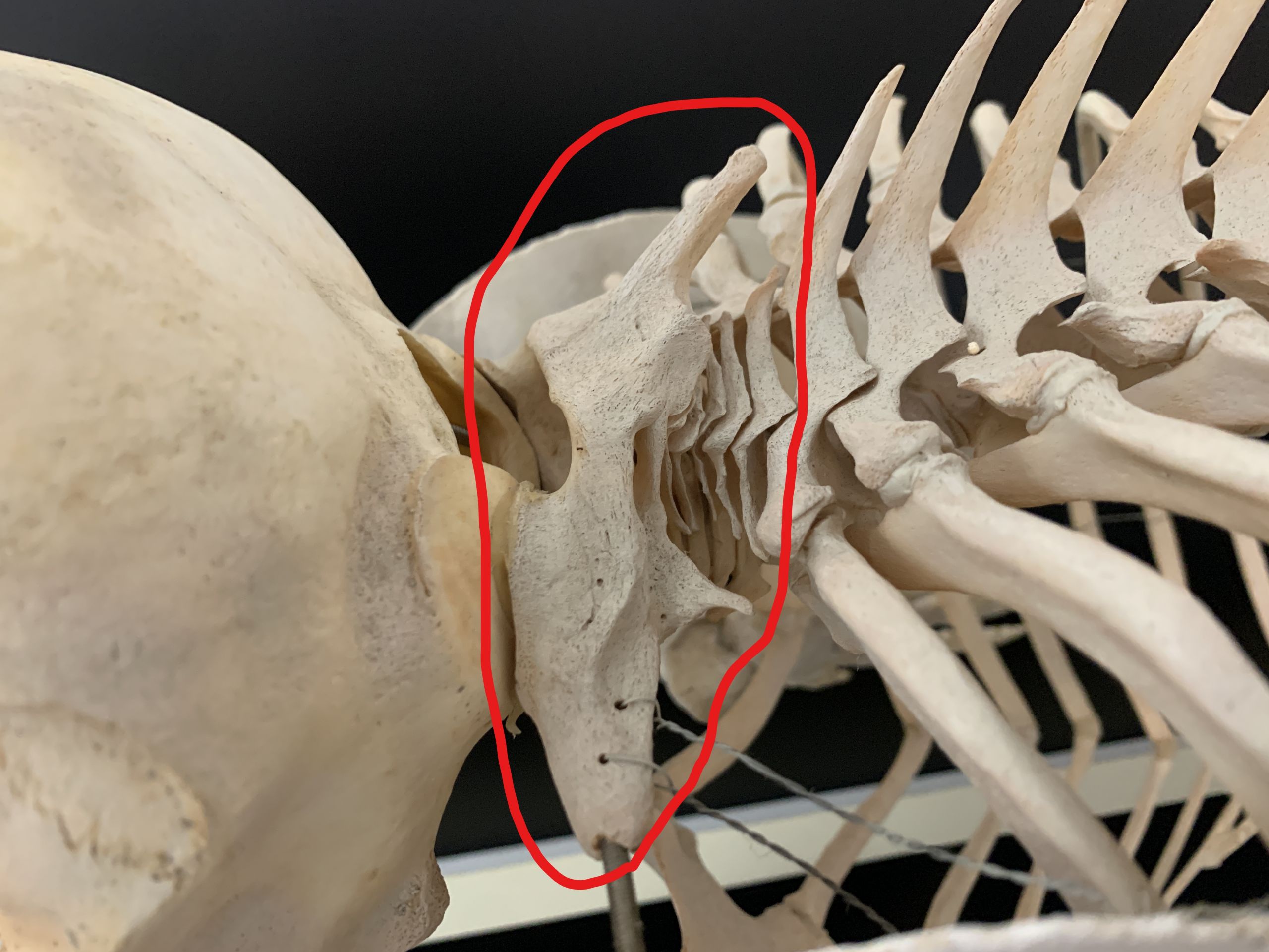 けろにあぶろぐ #7】イルカの骨を眺める ③ ～首の骨～ - 小笠原海洋