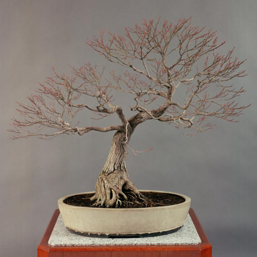 皇居の盆栽 盆栽 盆栽鉢 水盤 皇居の盆栽 【公式通販】