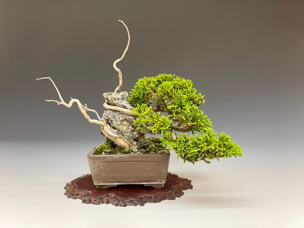 中野裕士 盆栽鉢 中野裕士 盆栽鉢 2025年最新】Yahoo!オークション