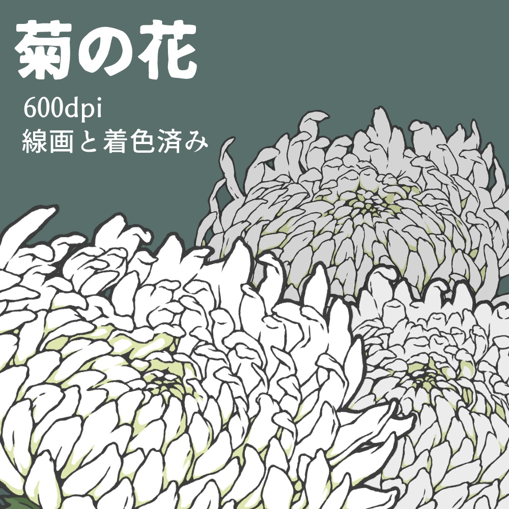 菊の花(線画と着色済み) - みずの ゆめ屋 - BOOTH