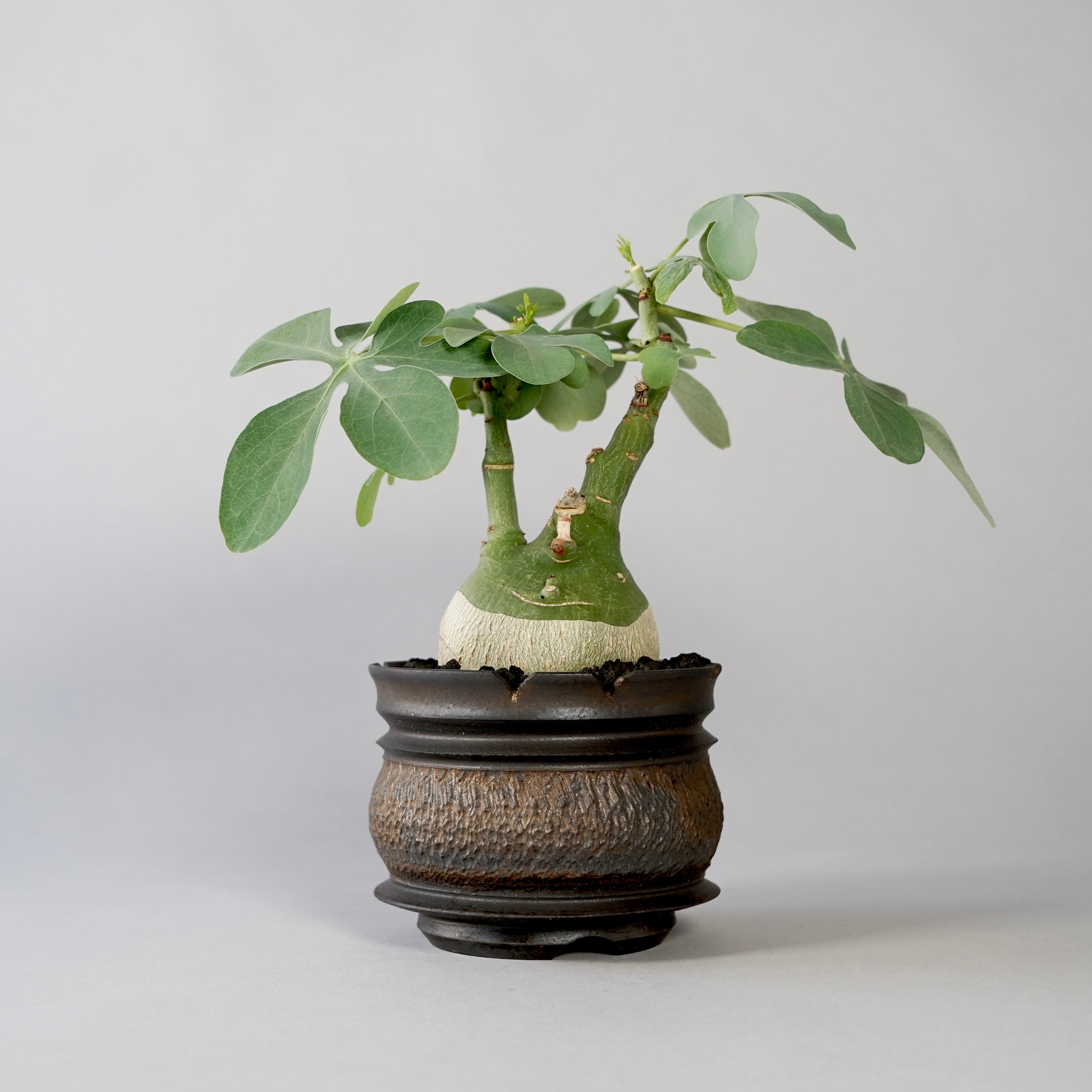 RANGEAS BOTANIZE ART SURF SKATE T9g BOTANIZE GOUJIN ランジアス