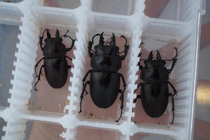 ヤエヤママルバネクワガタ規制前採集 ヤエヤママルバネクワガタ規制前