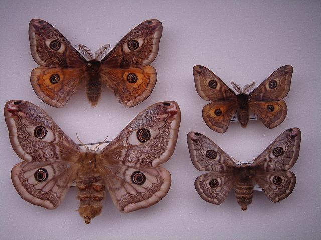 外国産蛾標本 クジャクヤママユ spini 蝶標本 貴重な野外品 中古】外国産