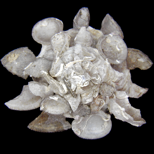 クマサカガイ | 潮騒の宝箱