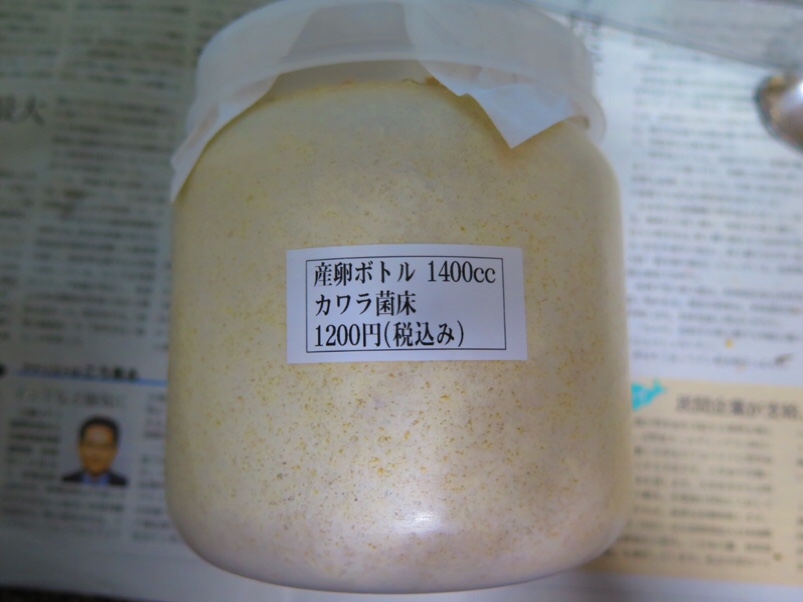 カワラ菌糸ブログ 9個カワラ菌糸ブログ 9個 菌糸 – INSECT SHOP KMY