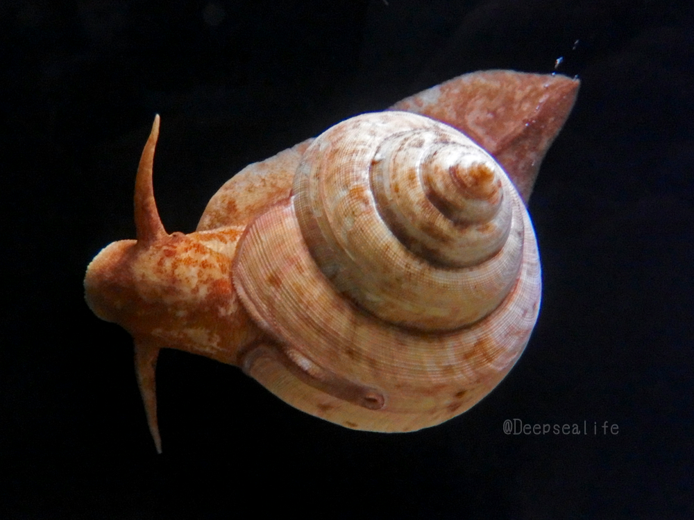 貝殻 オキナエビスガイ エビスガイ エビス貝 貝殻 オキナエビスガイ