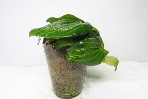 水草入荷情報 | かねだい海老名店のブログ