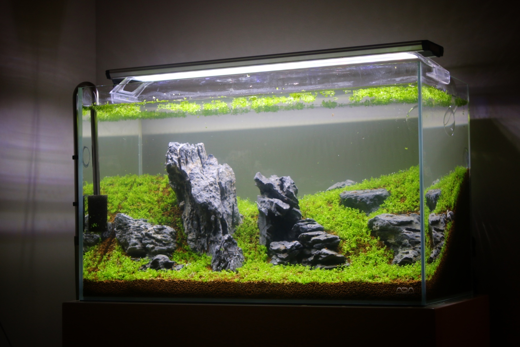 もりぞう様 ADA 龍王石 親石 【公式通販】