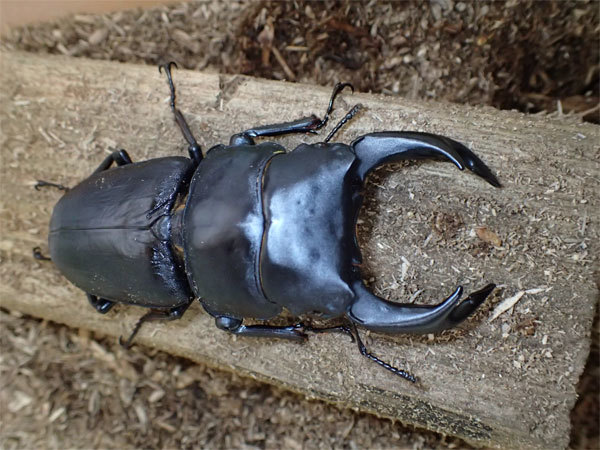 久留米オオクワガタ ♀57.7㎜ マツノインセクト