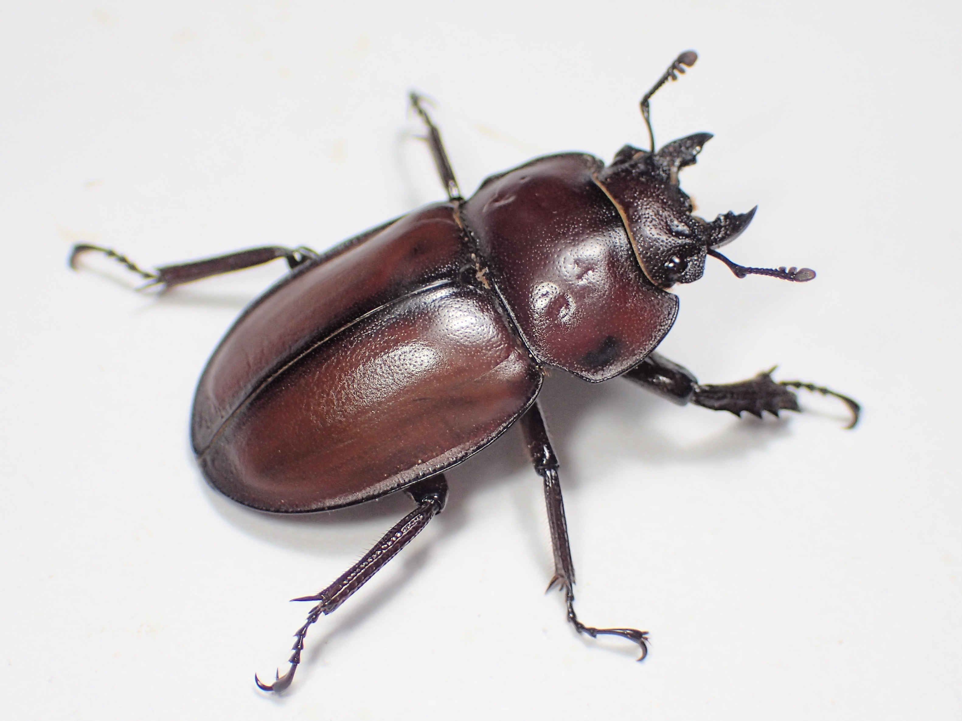 チャイロマルバネクワガタ (規制前採集品) コレクション 昆虫標本 no