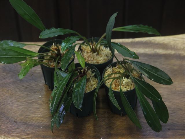 TBさんの入荷。 | interior & aquarium Heat Wave