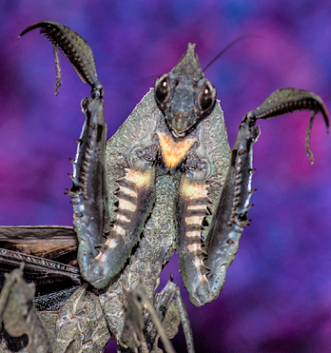 マオウカレハカマキリ雌 立体標本 魔王枯葉 ラスト1 マオウカレハ