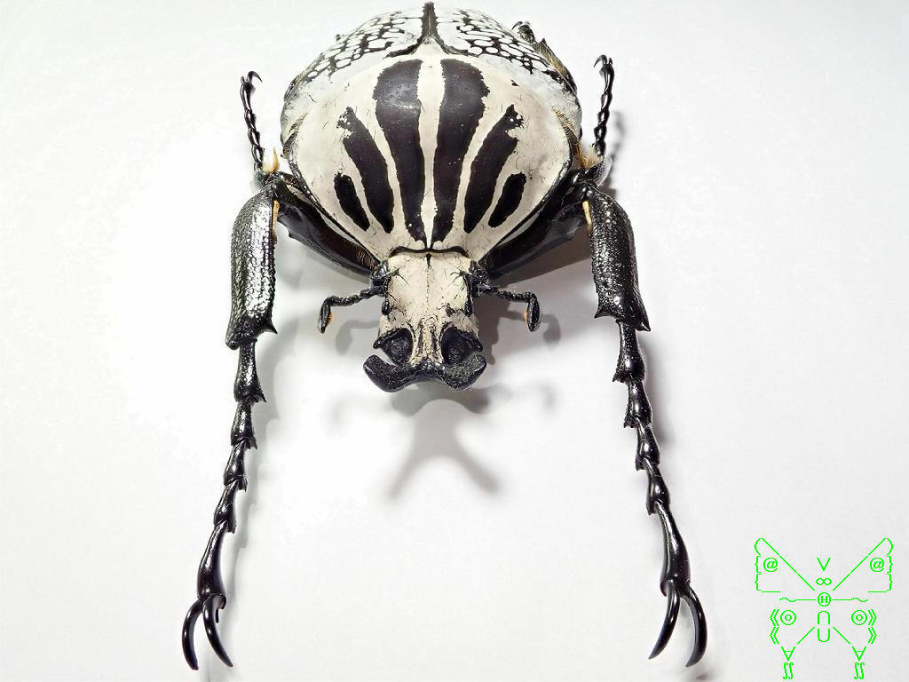 コンゴ産 オリエンタリスオオツノハナムグリ 3 93mm コンゴ産